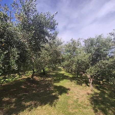 Apartament Romana Grožnjan